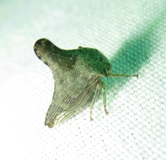 Glossonotus acuminatus