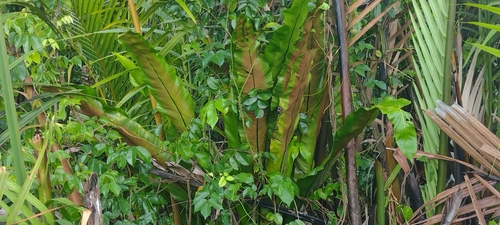 Asplenium observed 2022-06-11
