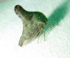 Glossonotus acuminatus