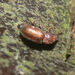 Shelf Fungus Beetles - Photo (c) bramblejungle, some rights reserved (CC BY-NC)