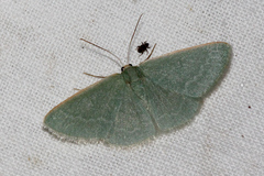 Chlorocoma tachypora