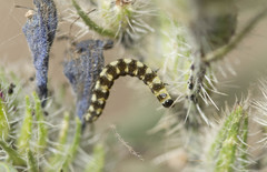 Ethmia terminella