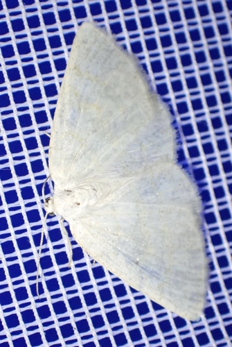 Northern Wave Moth, Graafland, Groot-Ammers, South Holland, NL, photo 9 of 10