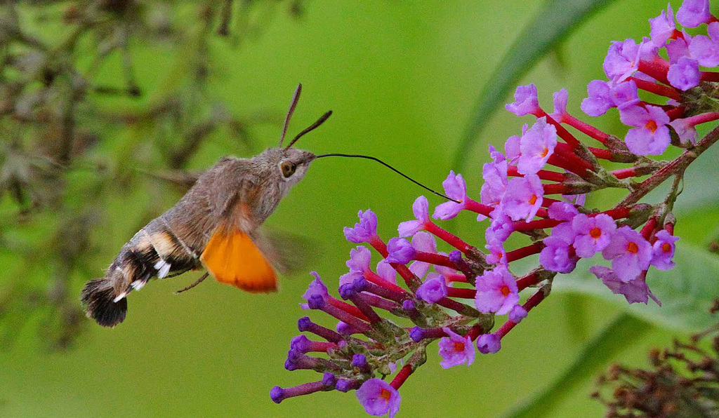 Eurasian Hummingbird Hawkmoth from 16140 Barbezières, France on August ...