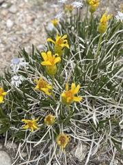 Stenotus armerioides armerioides