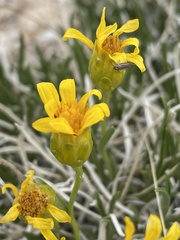 Stenotus armerioides armerioides