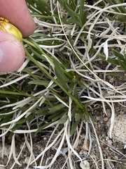 Stenotus armerioides armerioides