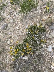 Stenotus armerioides armerioides