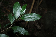 Alangium polyosmoides
