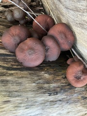 Mycena kurramulla