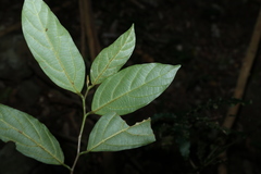 Alangium polyosmoides