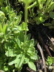 Androsace filiformis