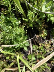 Androsace filiformis