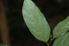 Alangium polyosmoides