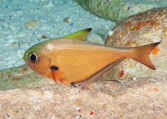 Pempheris oualensis