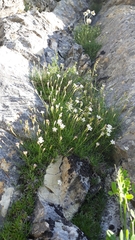 Silene saxifraga