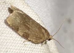 Choristoneura hebenstreitella