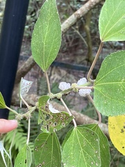 Pipturus arborescens