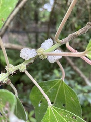 Pipturus arborescens