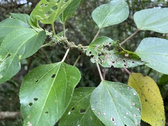 Pipturus arborescens