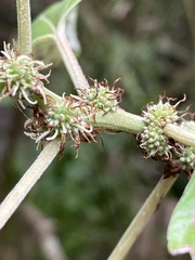 Pipturus arborescens
