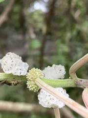 Pipturus arborescens