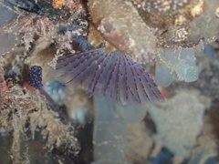 Bispira pacifica