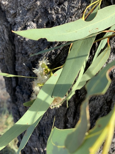 Eucalyptus beaniana L.A.S.Johnson & K.D.Hill 2