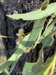Eucalyptus beaniana