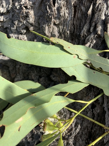 Eucalyptus beaniana L.A.S.Johnson & K.D.Hill 3