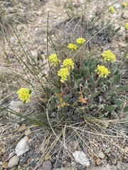 Eriogonum flavum flavum