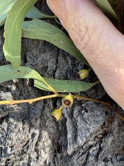 Eucalyptus beaniana