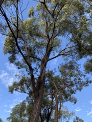 Eucalyptus beaniana