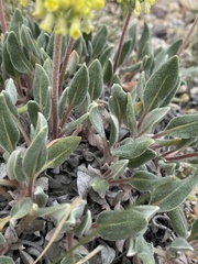 Eriogonum flavum flavum