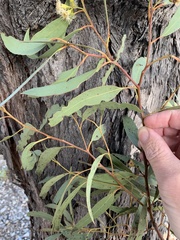 Eucalyptus beaniana