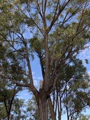 Eucalyptus beaniana