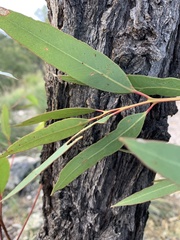 Eucalyptus beaniana
