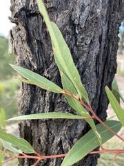 Eucalyptus beaniana