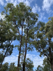 Eucalyptus beaniana