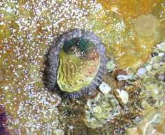 Haliotis midae