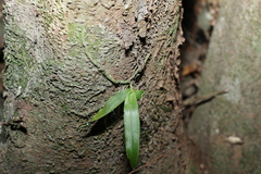 Sarcochilus falcatus