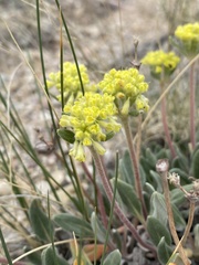 Eriogonum flavum flavum
