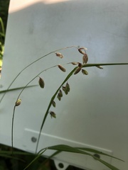 Melica nutans