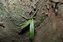 Sarcochilus falcatus