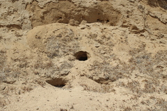 Athene cunicularia