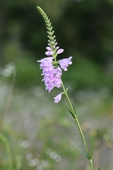 Physostegia angustifolia