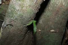Sarcochilus falcatus