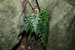 Davallia solida pyxidata