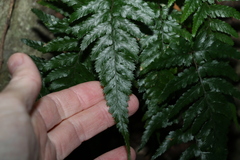 Davallia solida pyxidata