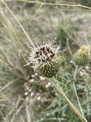 Cirsium canescens